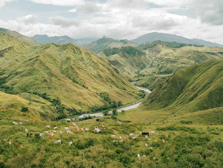 Ube Latte: alles über das trendige violette Getrank, seine Vorteile und einfache Rezepte